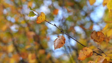 Closeup-of-yellow-leaves-in-the-branch