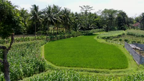Small-house-and-vibrant-rice-field-with-tropical-coconut-tree,-aerial-dolly-forward