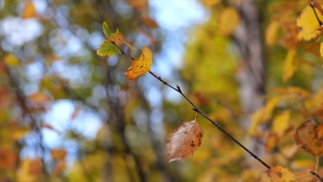 Herbstbaumzweig-Mit-Gelben-Blättern-Nahaufnahme---Umlaufbahn-Erschossen
