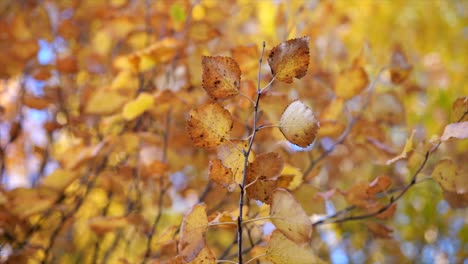 Ein-Zarter-Zweig-Der-Ulme-Mit-Bunten-Herbstblättern-Auf-Dem-Verschwommenen-Hintergrund