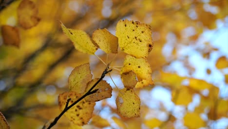 Yellow-orange-leaves-on-a-branch---close-up-orbit-motion,-Autumnal-background
