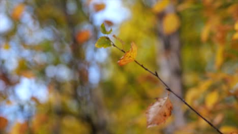Close-up-of-an-autumnal-branch-with-orange-leaf-on-blurred-background-in-a-forest