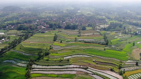 Endless-rice-fields-in-flatlands-of-Indonesia,-aerial-drone-high-altitude-view
