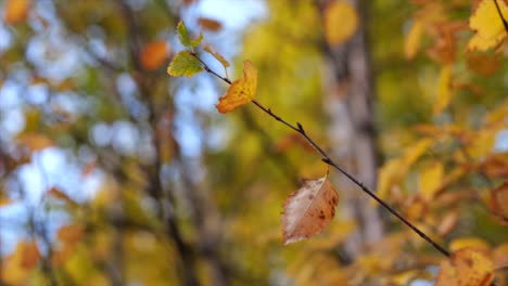 Orange-leaves-branch-against-blurred-autumn-forest-on-sunny-day