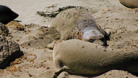 Seals-throwing-sand-on-their-back-to-chill-in-the-heat,-while-resting-on-a-beach-in-California