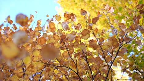 Autumn-leaves-of-elm-tree-branches-backlit-against-sky