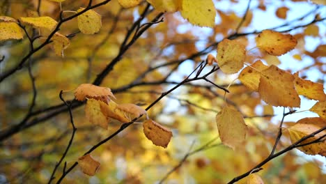 Herbst-Ast-Mit-Orangefarbenen-Blättern---Orbit-Shot-Close-up