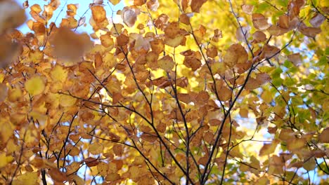 Schöne-Herbstbäume-Mit-Bunten-Gelb-orangeen-Blättern-In-Der-Ruhe-Gegen-Den-Himmel