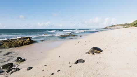 Hawaii-green-sea-turtle-resting-on-a-sandy-beach-in-Maui
