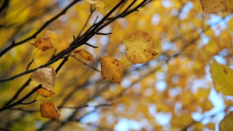 Orange-autumn-leaves-close-up-hanging-on-tree-branch