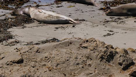 Seal-cub-moving-in-middle-of-the-colony,-in-the-sands-of-Morro-bay,-sunny-California---handheld,-zoom-in-shot