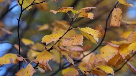 Ulme-Gelbe-Blätter-Äste-Nahaufnahme---Umlaufbahn-Erschossen