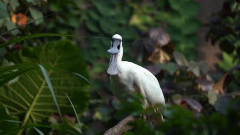 Endangered-black-faced-spoonbill,-platalea-minor,-wading-bird-species-perching-on-tree-branch,-scratching-its-neck-feathers-with-its-feet-and-wide-open-its-bill,-handheld-motion-close-up-shot