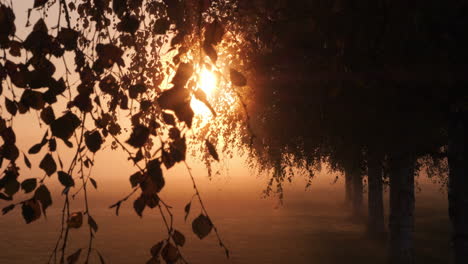 Sunrise-rays-break-through-tree-branches,-foliage-silhouette-in-foggy-environment,-Magical-Tranquil-landscape