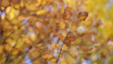 Nachschlagen-Auf-Schönem-Herbstwaldlaub-Mit-Bunten-Blättern---Fokus-Pull-Wechsel