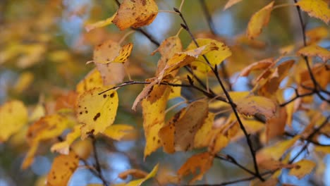 Tree-branches-in-autumn-with-yellow-leaves