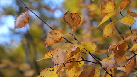 Pappel-Orange-Blätter-Im-Herbst-Auf-Einem-Ast-Nahaufnahme---Flacher-Fokus