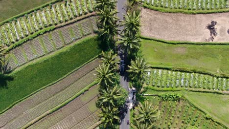 Car-driving-through-rice-fields-and-palm-tree-alley-in-Indonesia,-aerial-top-down