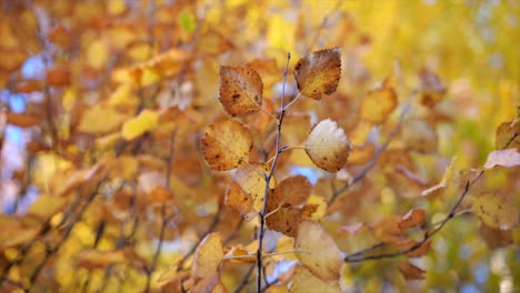 Colorful-autumn-leaves-on-elm-tree-branches---orbit-shot
