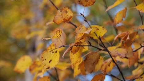 Yellow,-red-and-orange-tree-leaves-background-close-up-orbit-shot-in-slow-motion