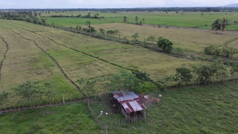Stable-with-cows-close-to-rice-fields,-Dominican-Republic