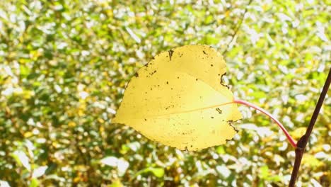 Close-up-of-a-yellow-aspen-leaf-in-the-fall-in-Colorado