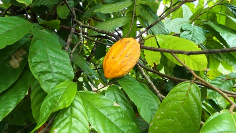 Panoramic-view-of-ripe-cocoa-fruit-on-cocoa-tree