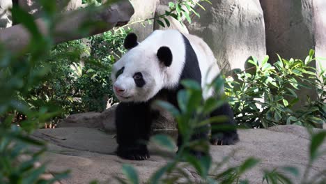 Awake-and-active-giant-panda,-ailuropoda-melanoleuca,-wondering-and-looking-around-its-surrounding-environment,-sticking-its-tongue-out,-handheld-motion-close-up-shot