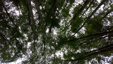 A-upper-shot-of-the-sun-beautifully-illuminating-the-green-treetops-of-tall-trees-in-a-forest-clearing,-panorama-shot