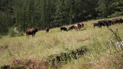 Vacas-Pastando-Libremente-En-Un-Prado-De-Los-Alpes-Italianos,-Tiro-Inclinado