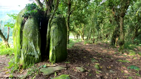 Video-of-a-stone-split-in-half-by-a-tree-that-was-born-in-the-middle-of-the-stone