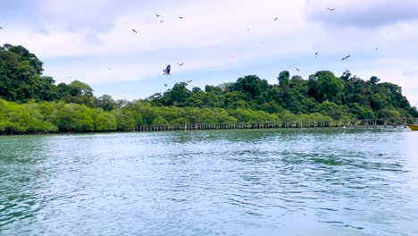 Brahminen-Drachen-Und-Weißbauch-Seeadler,-Die-Im-Mangrovenwald-In-Malaysia-über-Wasser-Fliegen