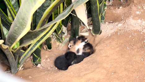 Beautiful-Kittens-Resting-In-A-Dug-Hole-Outdoor
