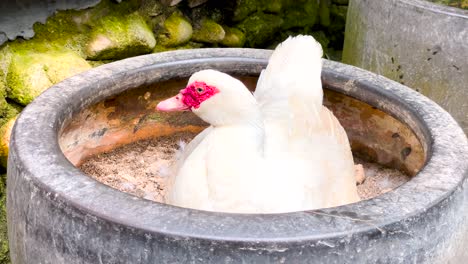 Portrait-Of-A-Domestic-Duck-sitting-and-nesting-in-a-big-clay-pot