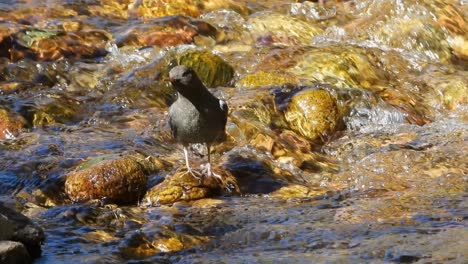 American-Dipper-Sperlingsvogel-Thront-Und-Bereitet-Sich-Darauf-Vor,-In-Einem-Fließenden-Bach-Nach-Nahrung-Zu-Suchen