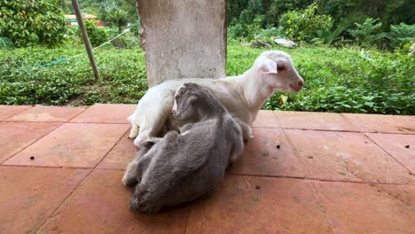 Two-baby-goats-resting-on-the-porch-of-a-house