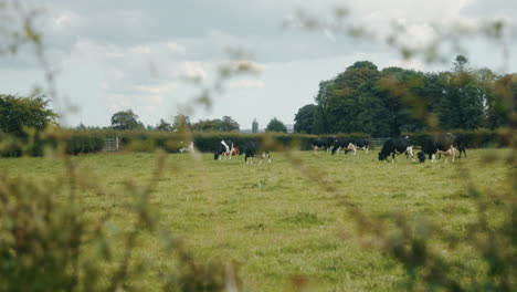 Cows-grazing-in-field