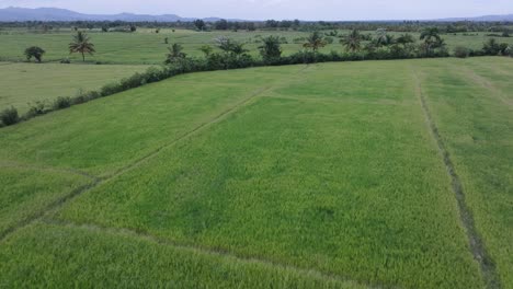 Green-rice-fields-in-Dominican-Republic.-Aerial-forward
