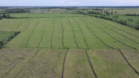 Drohne-Fliegt-über-Ein-Riesiges-Reisfeld-In-Der-Dominikanischen-Republik