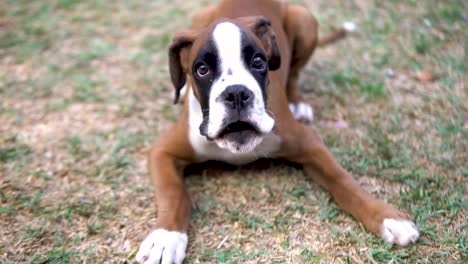 Close-up-shot-of-a-young-boxer-puppy-lying-down-and-barking-at-its-owner
