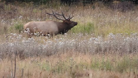 Large-trophy-bull-elk-bugles-and-herds-his-cows-around-during-a-rut-to-keep-other-bulls-from-taking-his-harem