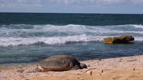 Schlafende-Meeresschildkröte-In-Maui-Wacht-Auf-Und-Kehrt-In-Den-Ozean-Zurück