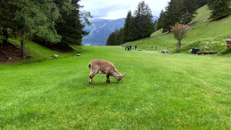 Alpine-Chamois-Grazing-In-The-Field-Of-Merlet-Animal-Park-In-Les-Houches,-France