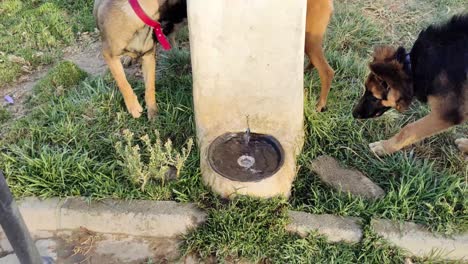 Close-up-shot-of-dogs-chasing-each-other-around-a-water-bowl