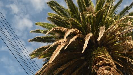 Large-phoenix-palm-tree-underneath-blue-cloudy,-morning-sky-with-a-pigeon-on-the-trunk