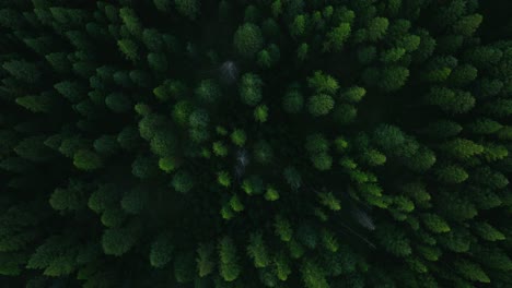 Rising-overhead-aerial-view-of-dark-green-pine-trees-in-dense-forest