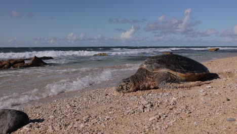 Hawaii-Grüne-Meeresschildkröte,-Die-An-Einem-Sandstrand-Schläft