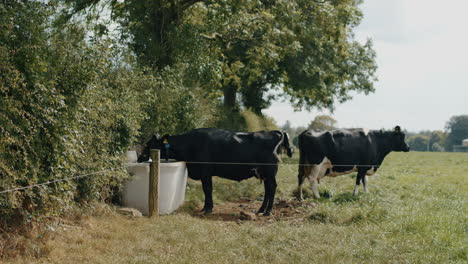 Vacas-Bebiendo-Del-Abrevadero