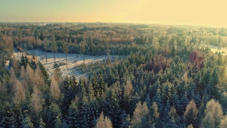 Aerial-flyback-over-frozen-landscape-and-coniferous-forest-at-sunset