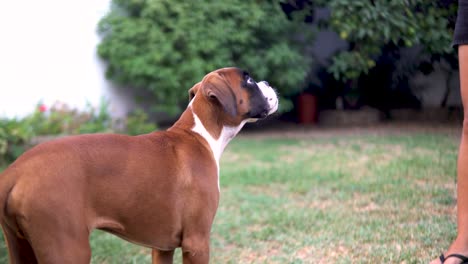 Young-boxer-puppy-standing-still-while-its-dog-toy-is-spun-around